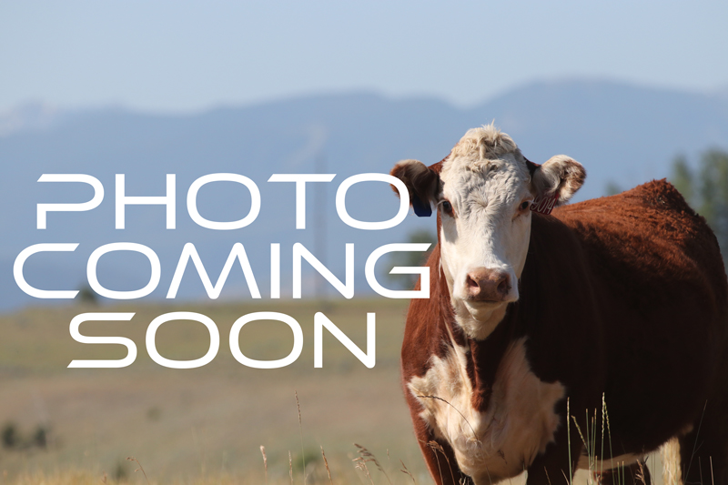 Featured image for “Hereford Breeder Example- Member Name”